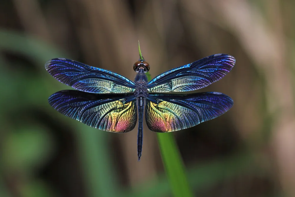 DRAGONFLYshutterstock_391462933.jpg
