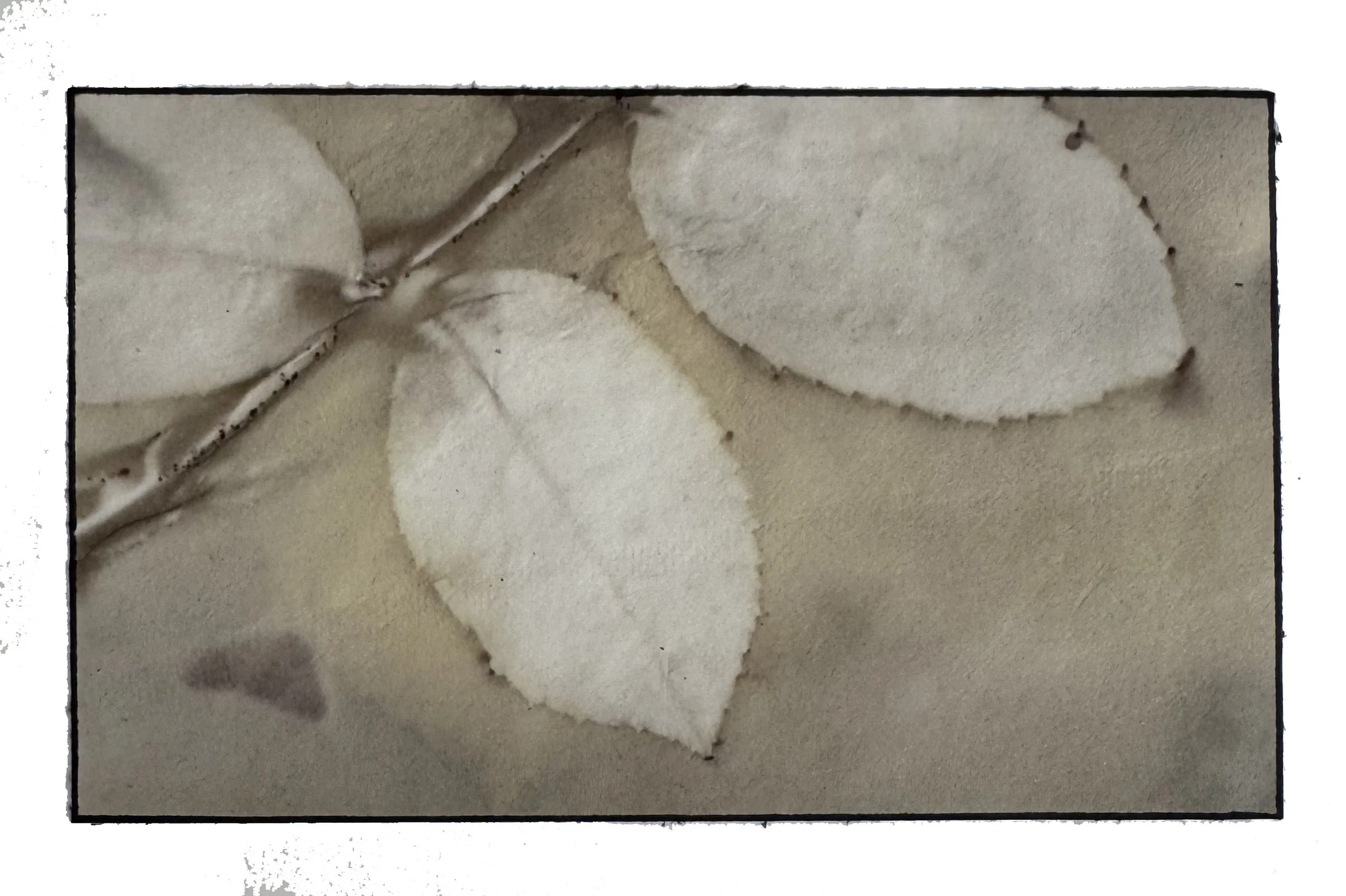 IMG_7961 - Patricia McRae.jpeg