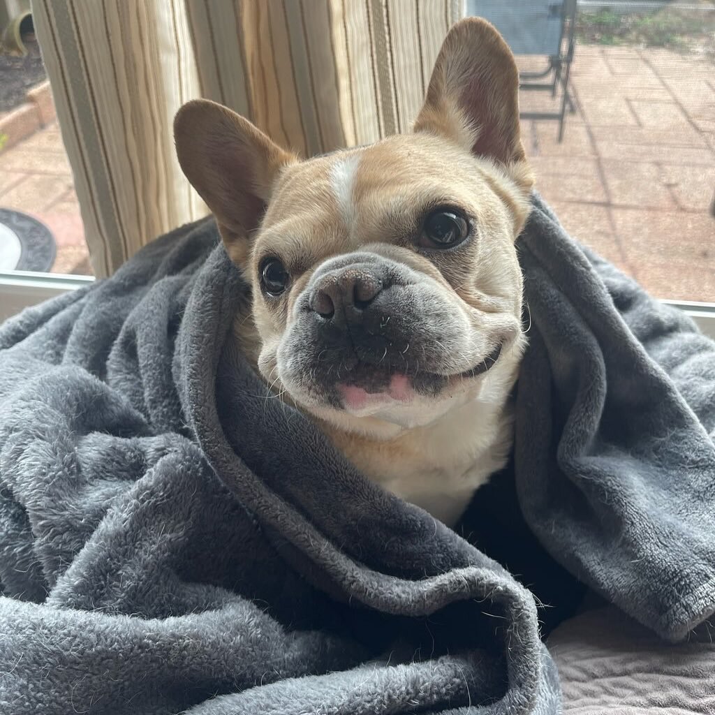 Louie gets tucked into bed after his daily walk 🛌 

📸: Meriel

#frenchie #dogsofinstagram #bedtime #dogwalking #richmond #petcare