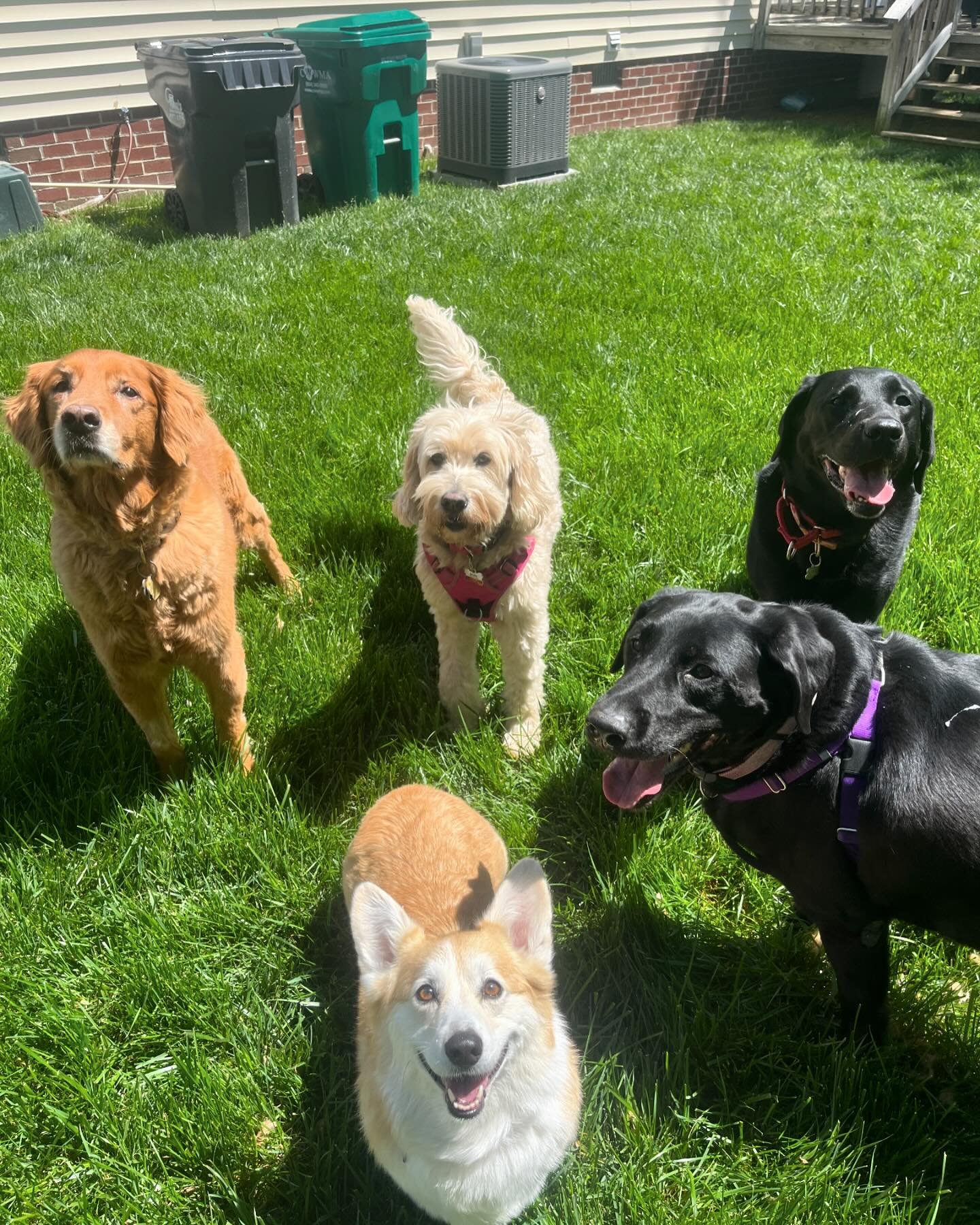 Sofie, Mimi, Gabby, Haze, and Birdie met up to play. 

📸: Monika 

#playdate #socialization