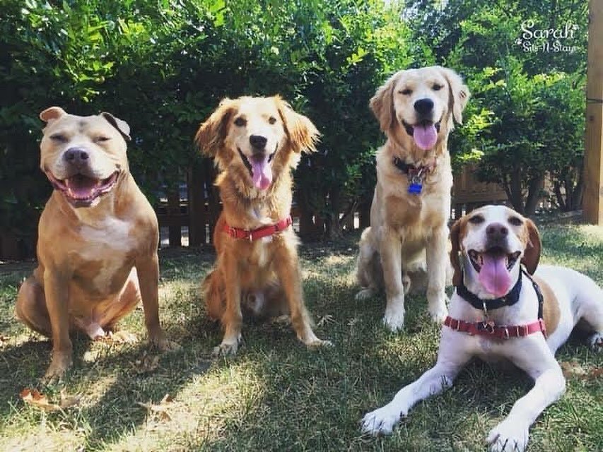 A special long time client and friend @ae.sullivan just sent me these from back in circa 2014-2015.

DumpTruck with one of his original crews he led: Teddy, Sawyer, and the golden retriever I can&rsquo;t remember his name at the moment&hellip;he wasn