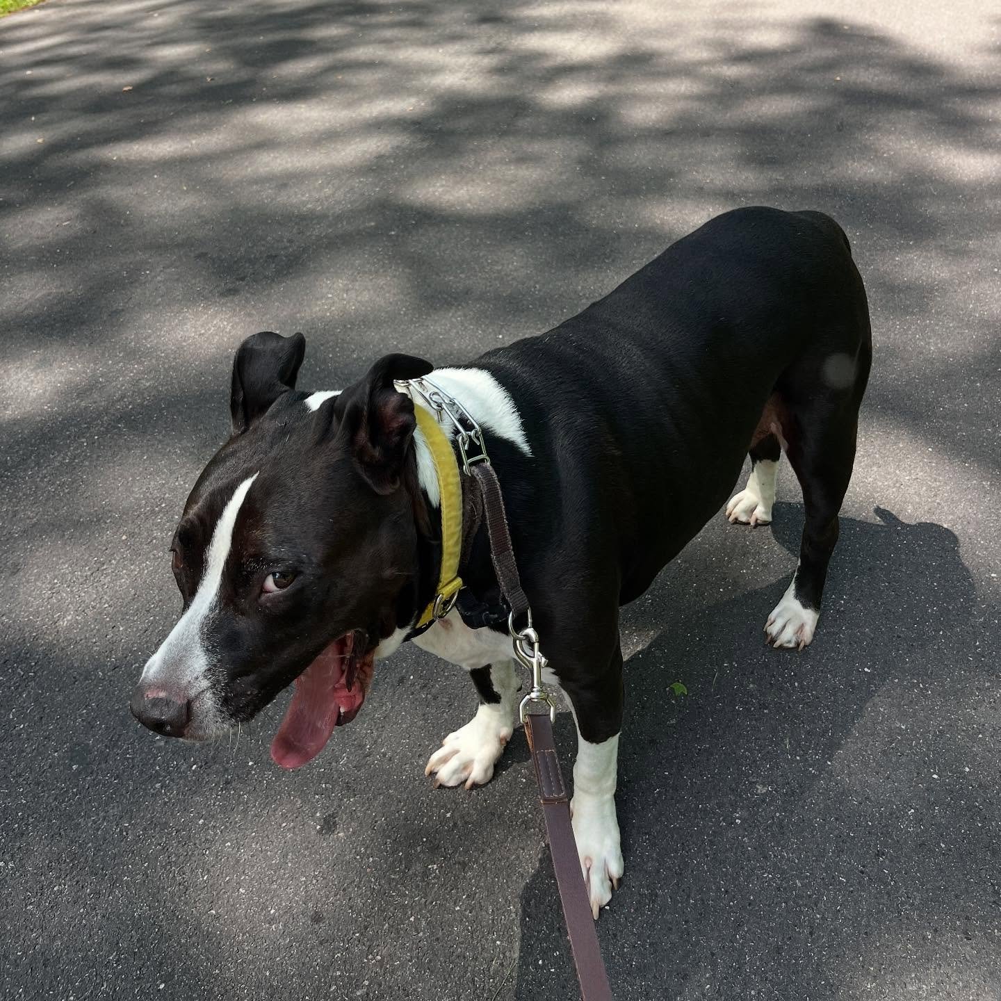 Sherman! ➡️➡️➡️

📸: Monika

#sideeye #whysocute #pittie #friend #petcare #petsitting #dogsofrva