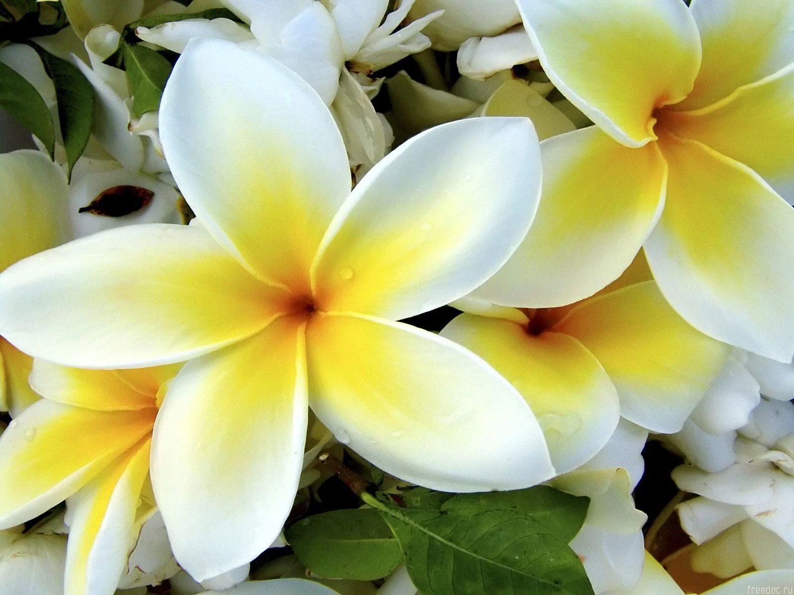 white-yellow-flowers.jpg