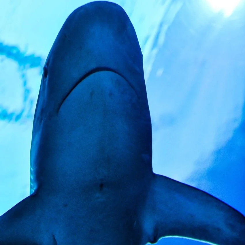 shark.jpg