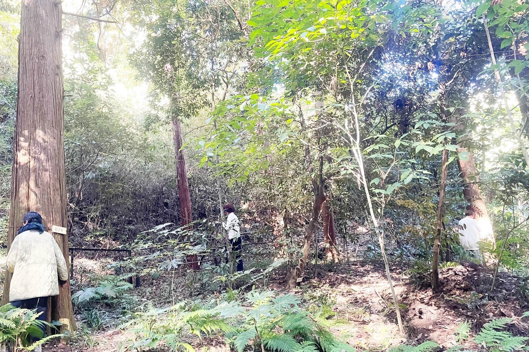 ヒンメルシューレのこと

9月から、はじまった

セラピストのための学校
ヒンメルシューレ

11月は、2回　レッスンがありました

今回は
ヒーリングとチャネリングのレッスン

ホワイトライトつくったり✨
トーラスつくったり🌀
座学と、実践を繰り返しています～

先日は、気分をかえて
近くの公園でフィードワーク
気持ちいい天気で、
木々にも、精霊たちにも
歓迎されていましたね～🧚

.

みんなで、ゆっくりと
深いところへと、潜っています
ひとりで、潜るのは、怖さもあるけど
仲間たちと一緒