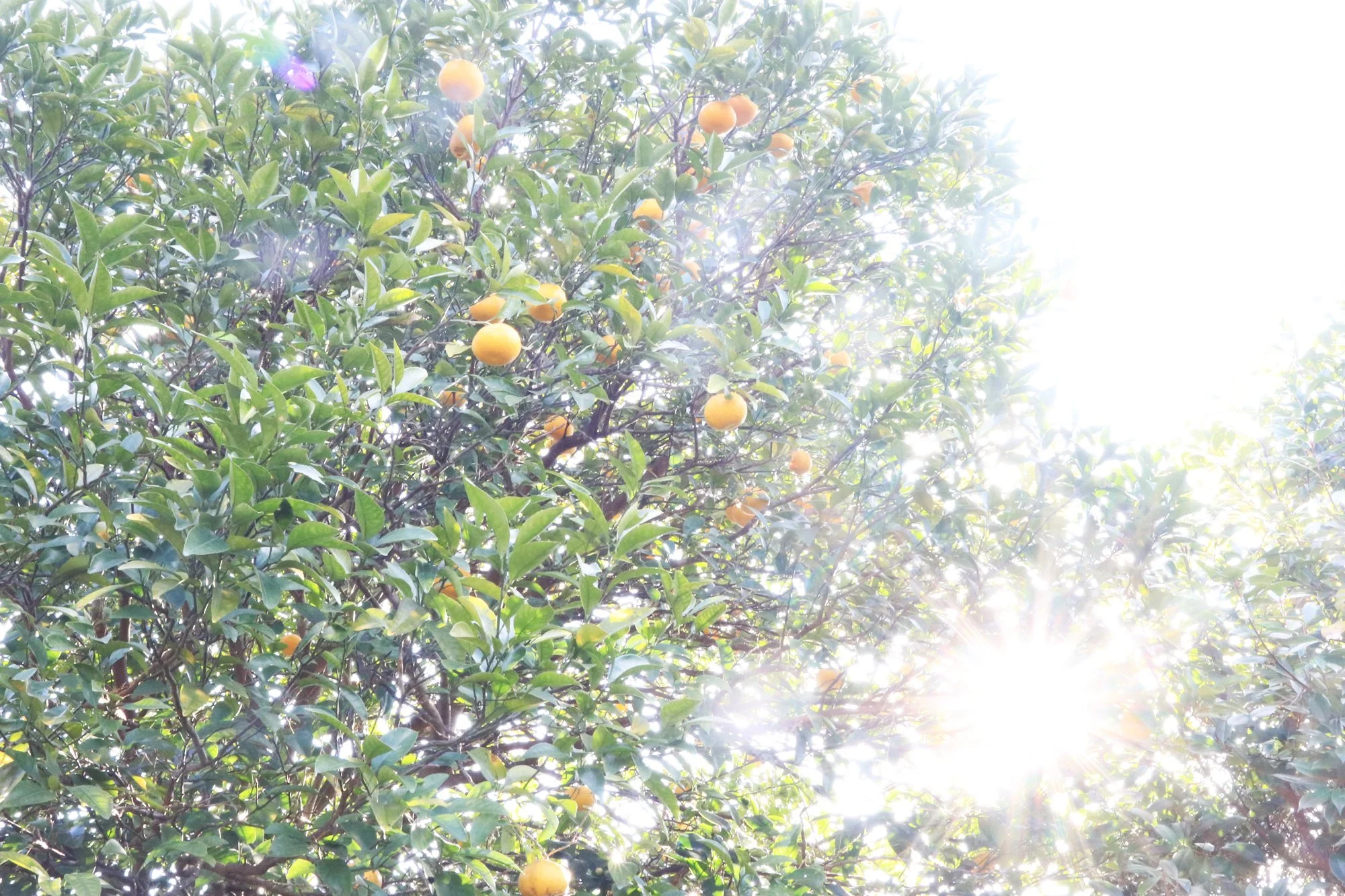 スケジュールのお知らせ

この時期
お庭には夏ミカンができはじめて🍊

年があけると
毎年　リスたちが、むしゃむしゃと
夏ミカンを食べにやってきます
リスたちは、美味しくなる時期を知っているみたい🐿️

あっという間に、ミカンが無くなってしまいますが&hellip;
これも、自然との共存ですね～🥰

鎌倉は、都会でもあり
自然も身近にある場所
わたしには
とってもバランスがよい場所

偶然か必然か、辿り着いた土地
なにかが、呼んでくれた🧚

わたしはこの場所から
わたしができることを
惜