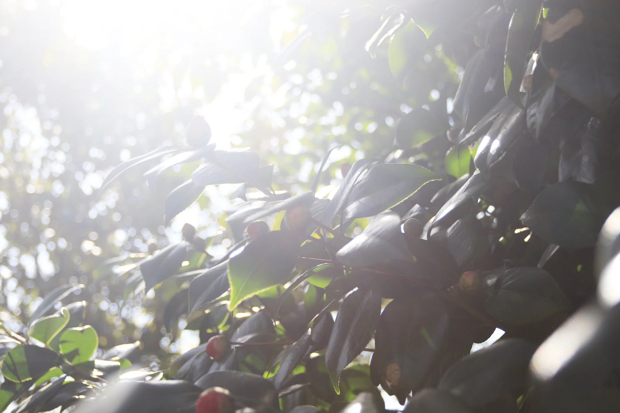 Sessionのお知らせ

3月にはいりましたね
3/20 は春分
季節が巡っていきますね

桜もすこしずつ
咲いているところもあって
春の兆し　
冬眠から目覚めていくような&hellip;
おはよう🥱

近くにある
桃の花も可愛く咲いていきました

HIMMELまでの道は
桜並木になって🌸
とっても綺麗なのですよ
咲くのは、3月後半くらいかな
楽しみです

==

3月のプライベートセッション

3/17～19
3/22～25
11:00～

7日間　OPENします

3月から、ヒーリング