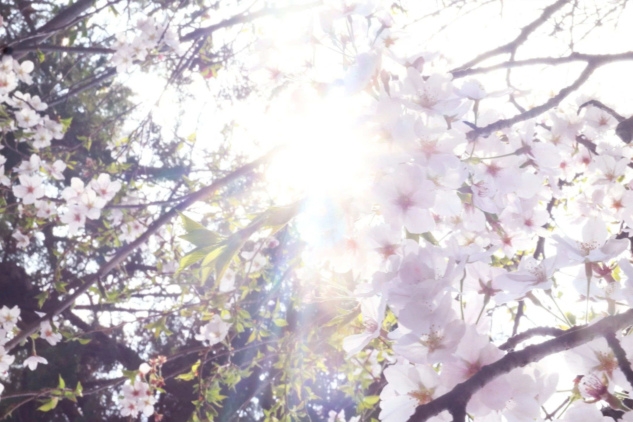 diary 最近のこと

春
キレイに咲いた桜も、散ってきて
いまは、ガビチョウという鳥が
元気よく鳴いています～

２つめの動画
うぐいすも聞こえますね◎

ガビチョウは、もともとは
東南アジアあたりの鳥のようで
この鳴き声を聞くと
アジアを思い出すわーと
月の海のcanaさんが言っていましたよ

3月から、
体調も心も、浮き沈みがあって

先日も、体調を崩して
ぐだっと、１日寝込んでしまいました&hellip;

セッションを受けてくれた人も
体調崩されている方も多かったですね

このところ