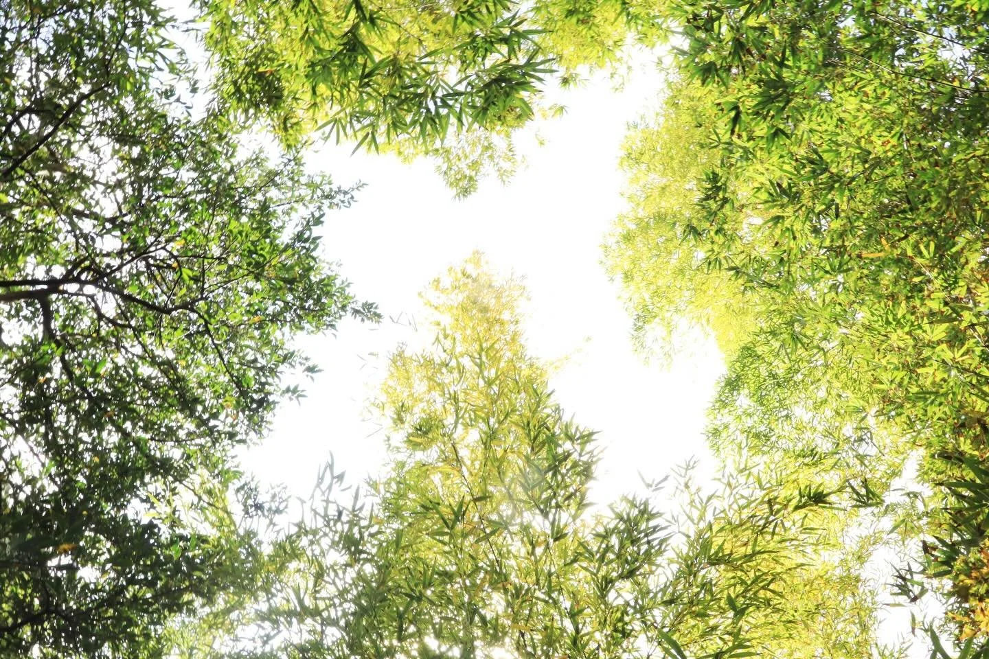 春

HIMMEL のお庭の

奥には
小さな森が広がっている

さらに奥には竹林があって

この時期は竹の子さんたちが
にょきにょきと生えてきます

毎年せっせと竹の子掘り
ここに来て5回目の春だから
掘るのも上手くなってきたー😁

今年は、ちょっと遅いねとか
あんまり出ないねとか
そんなことに気づくのも楽しい

都会に住んでいたときは
気づかなったこと

忘れていた感覚を思い出す

わたしたちもまた
自然の一部だ🌿

春夏秋冬

この地球の
うつろいとともに
暮らしている

お庭には、今