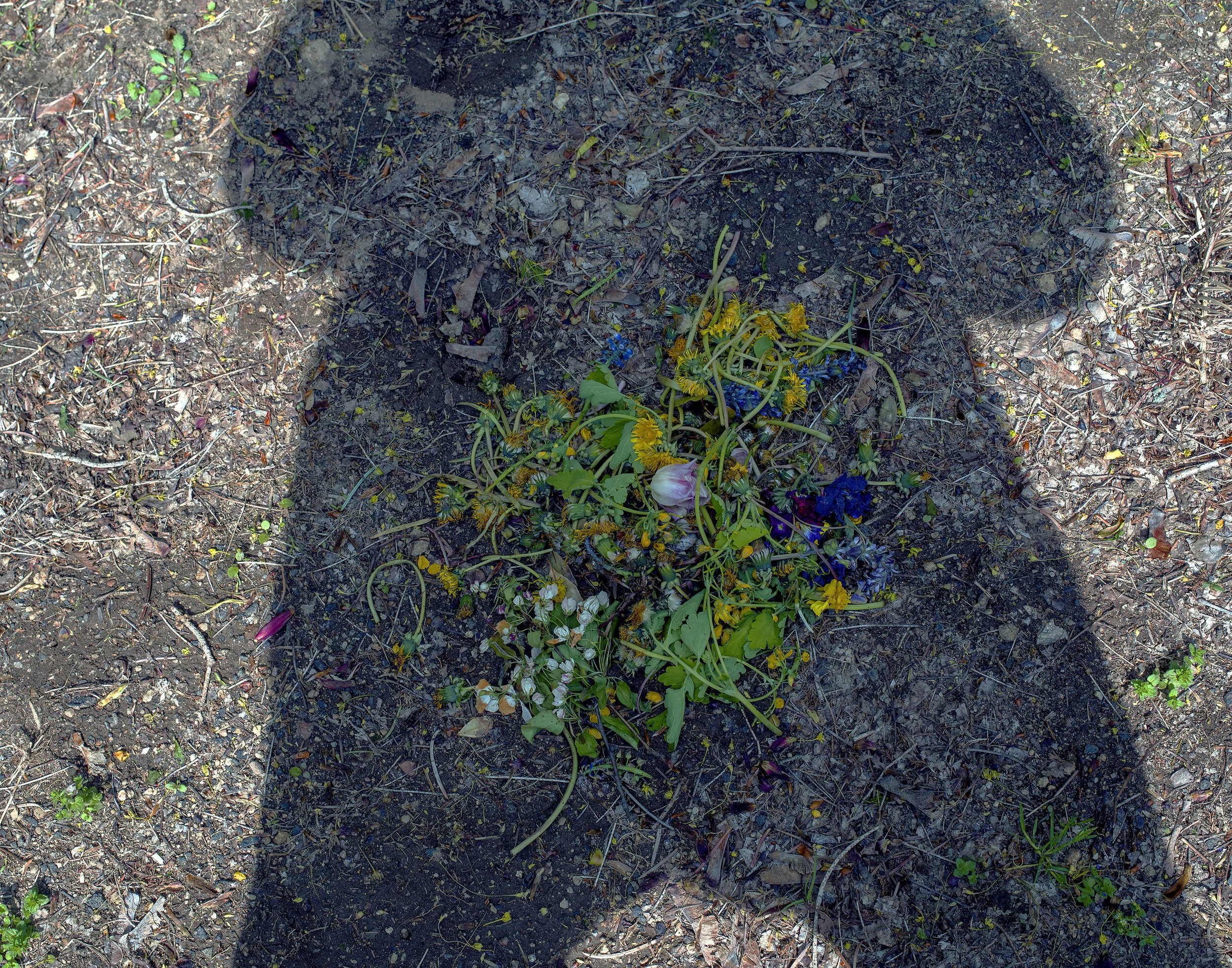 Picked flowers in my shadow belly, CT, 2016