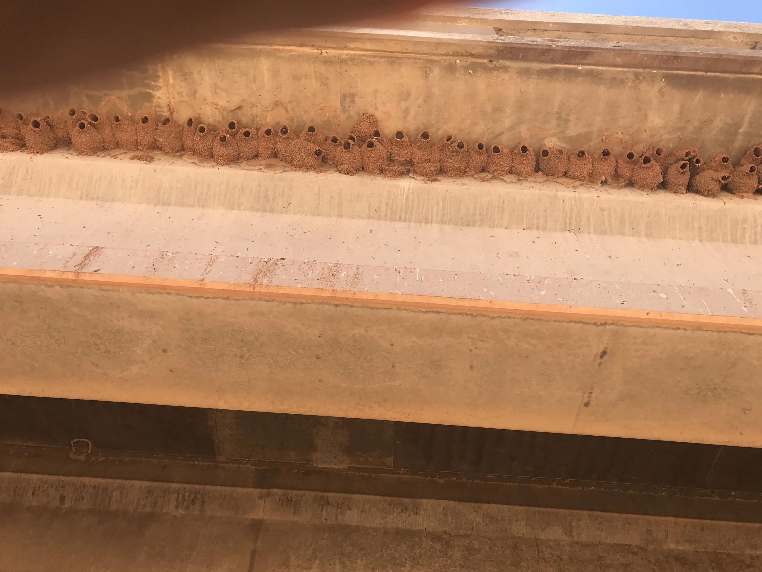 Swallow nest north of Amarillo.