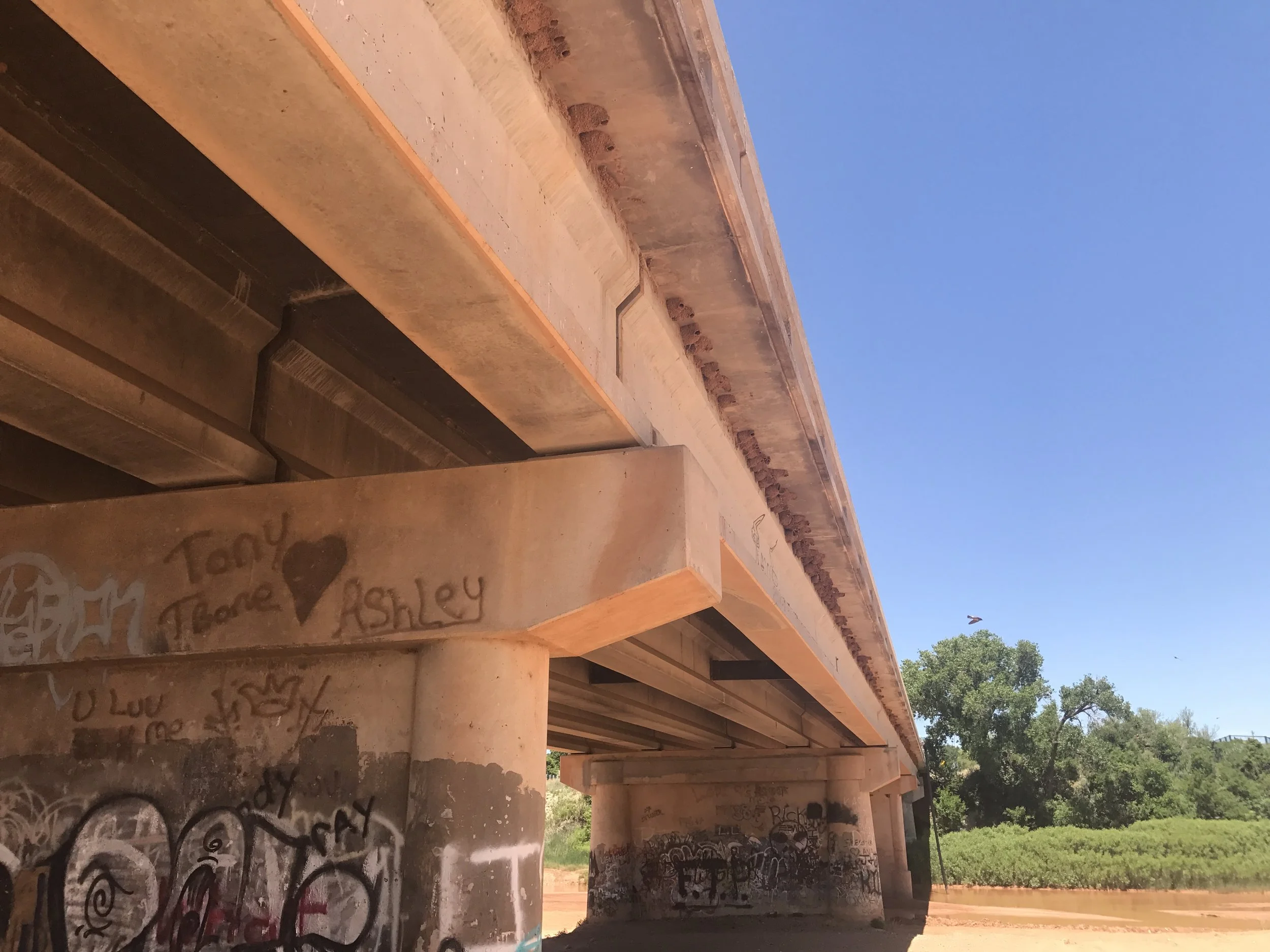 Possible camping spot for #runtoraton and more swallows nest.