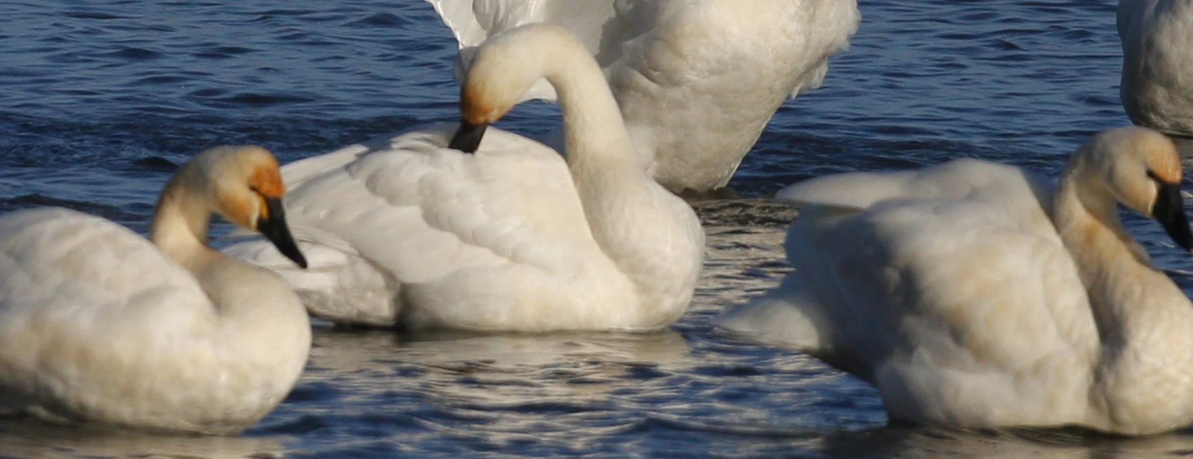 tundra swan group brownsville 11272009 _5.jpg