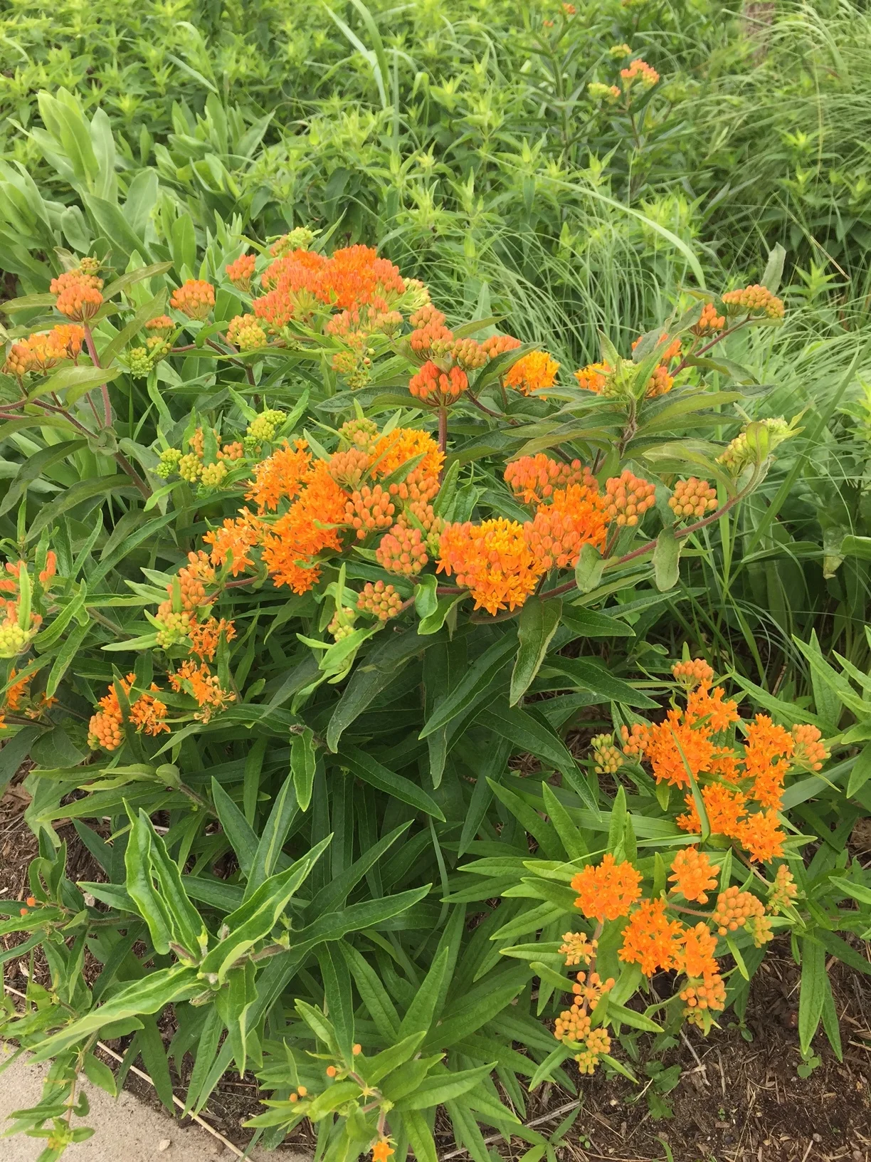 Natural History Discussions: Plant Series:  Plant Biology and Identification 