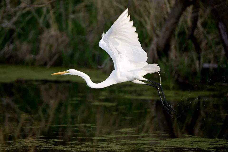egret.jpg