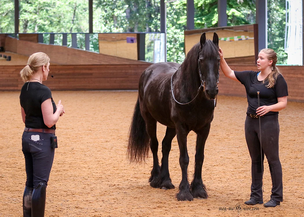 Nikki is a lovely Freisian mare who loves her job. Nikki has a very generous and sweet personality: is well versed in all lateral work at walk and trot, knows all in hand work in the snaffle bridle with a lovely feel in the hand. She has three lovely gaits and is an excellent seat lesson master!