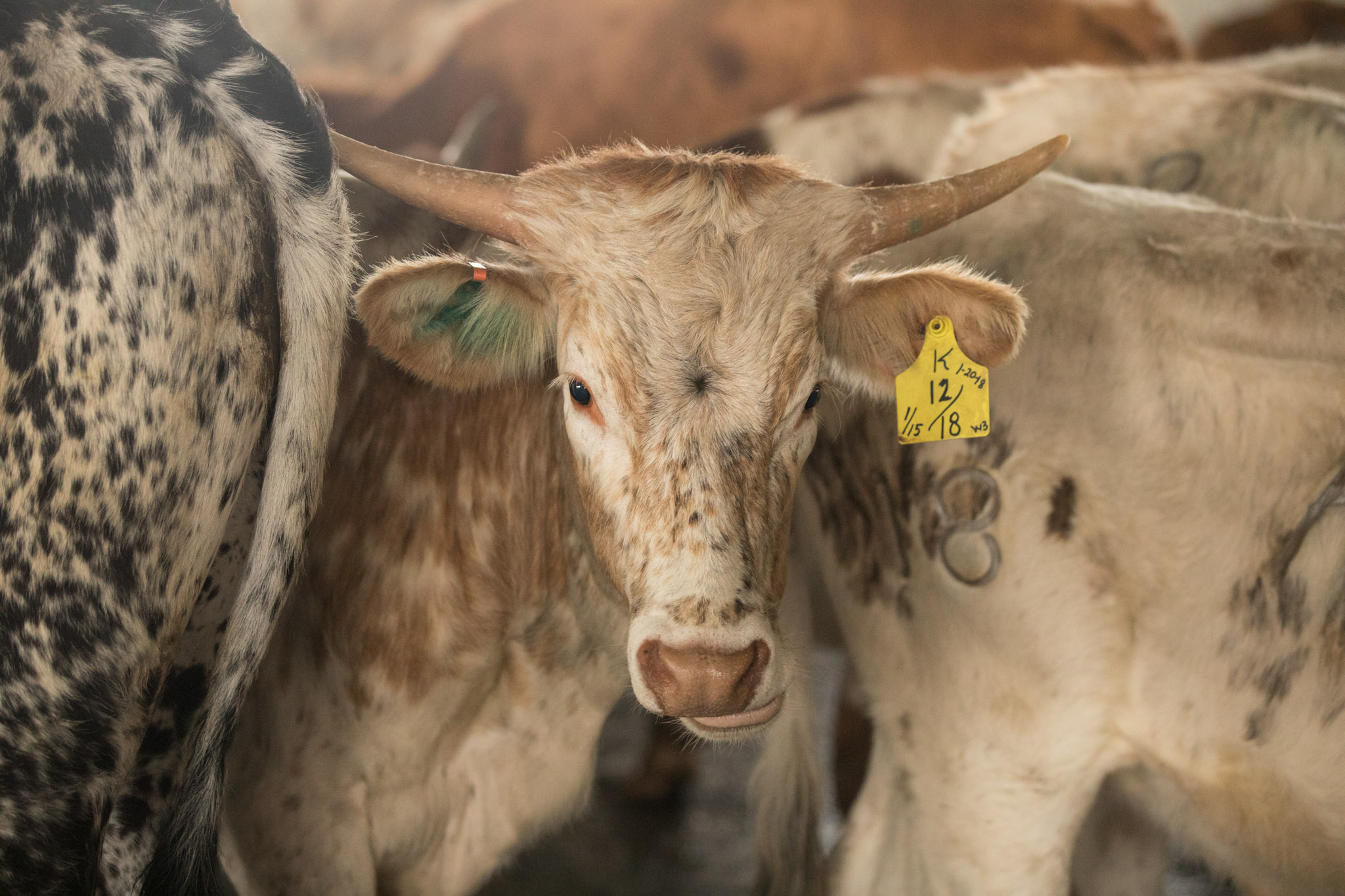 BonnieArbittier_western_heritage_parade_cattle_drive_longhorn_cow_horse_horses_downtown_rodeo_animal_lifestock_2-2-2019-2.jpg