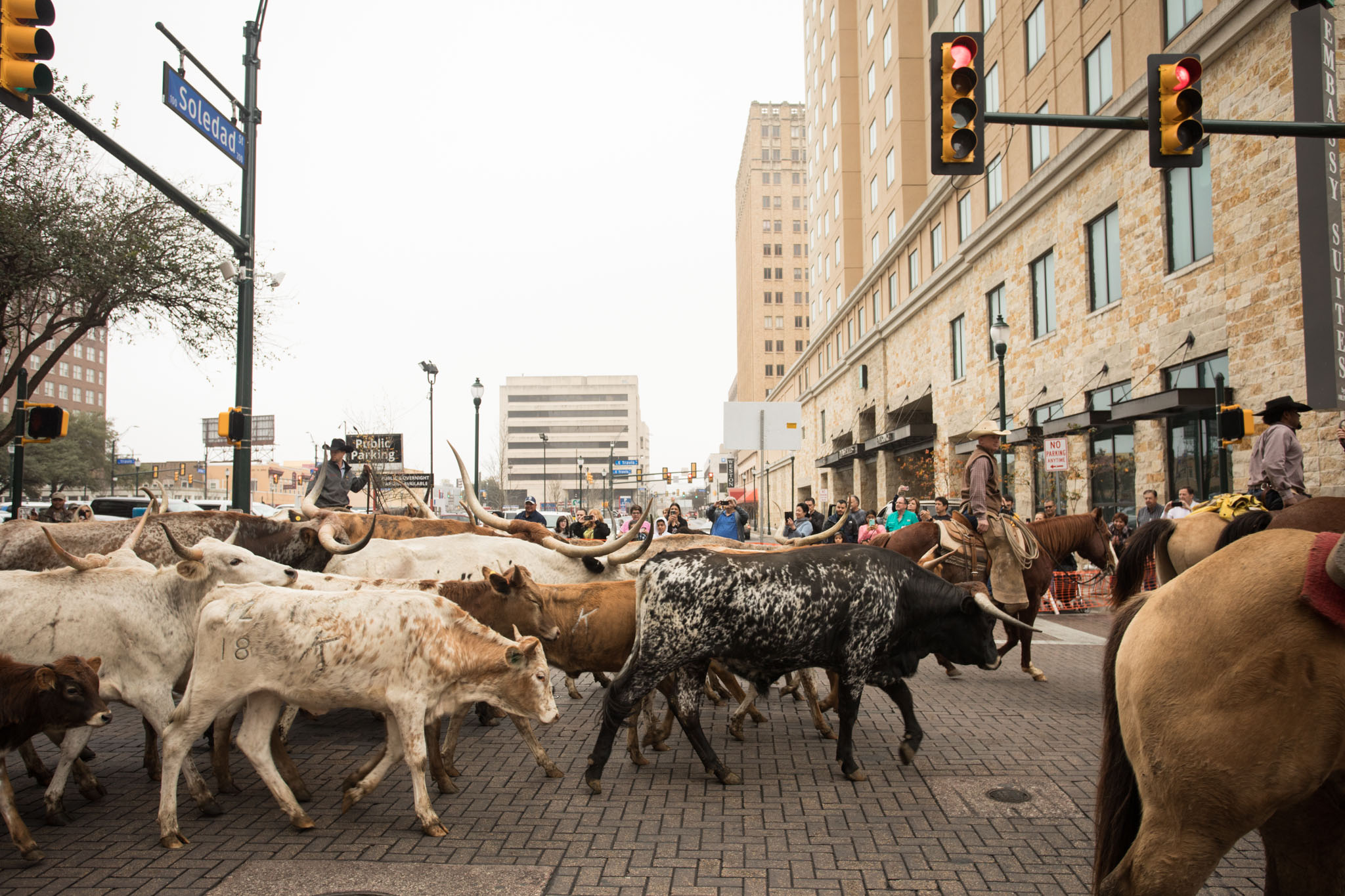 BonnieArbittier_western_heritage_parade_cattle_drive_longhorn_cow_horse_horses_downtown_rodeo_animal_lifestock_2-2-2019-19.jpg