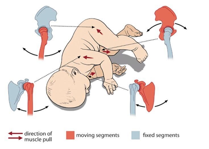 dns cartoon baby roll.jpg