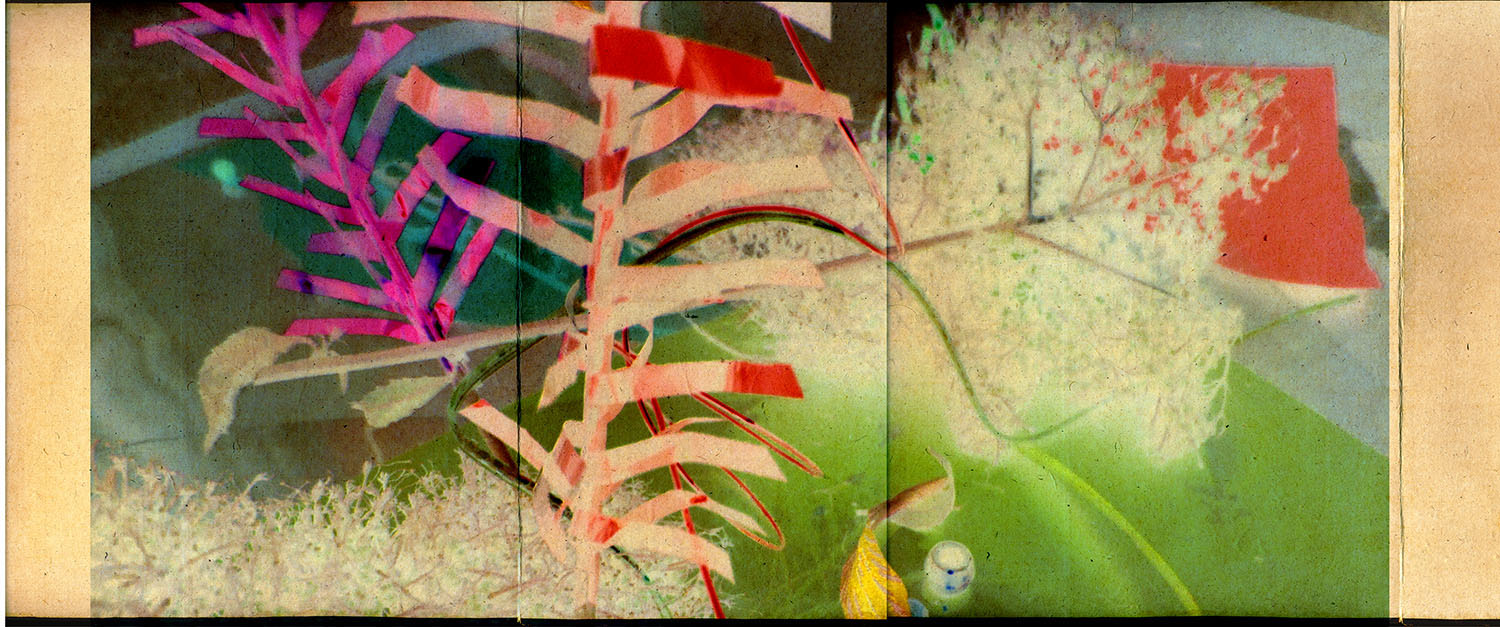 forest