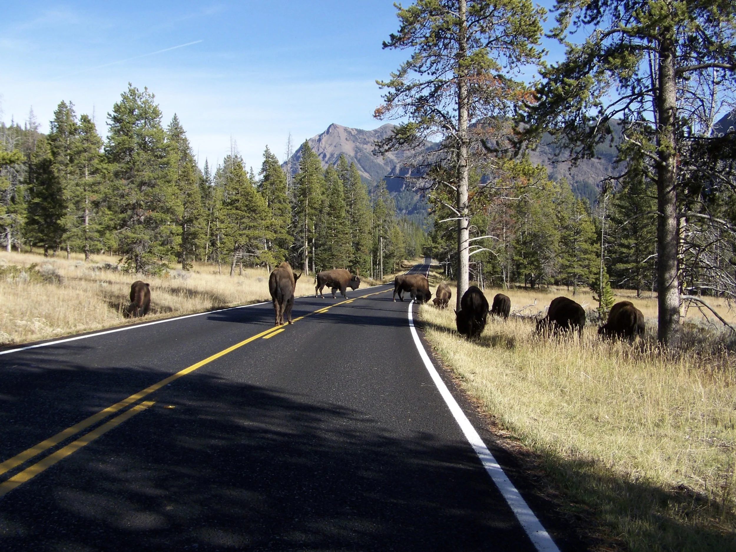 Bison_Roadblock_in_Yellowstone_Natonal_Park.JPG