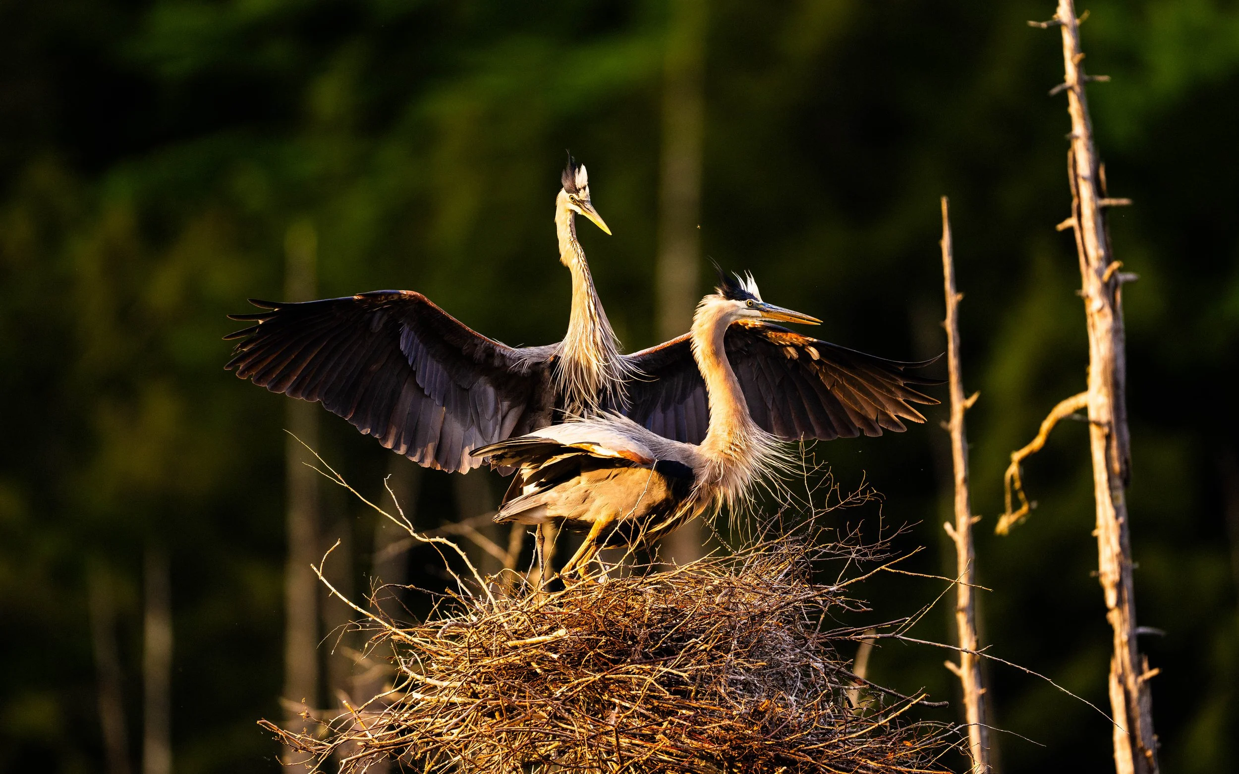 A7209663-Enhanced-NR.jpg