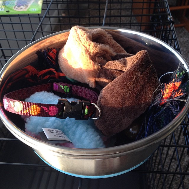 Our puppy supplies. She still wears the collar, but all other toys and treats have since been destroyed.