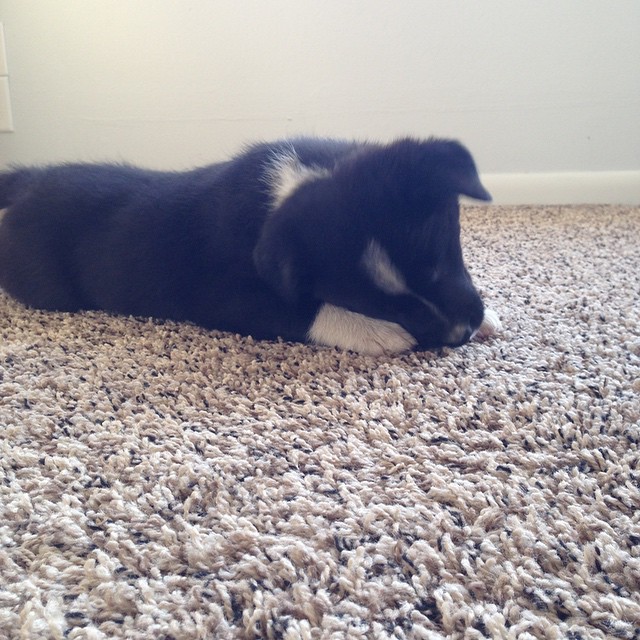 Very clearly tearing something up. 