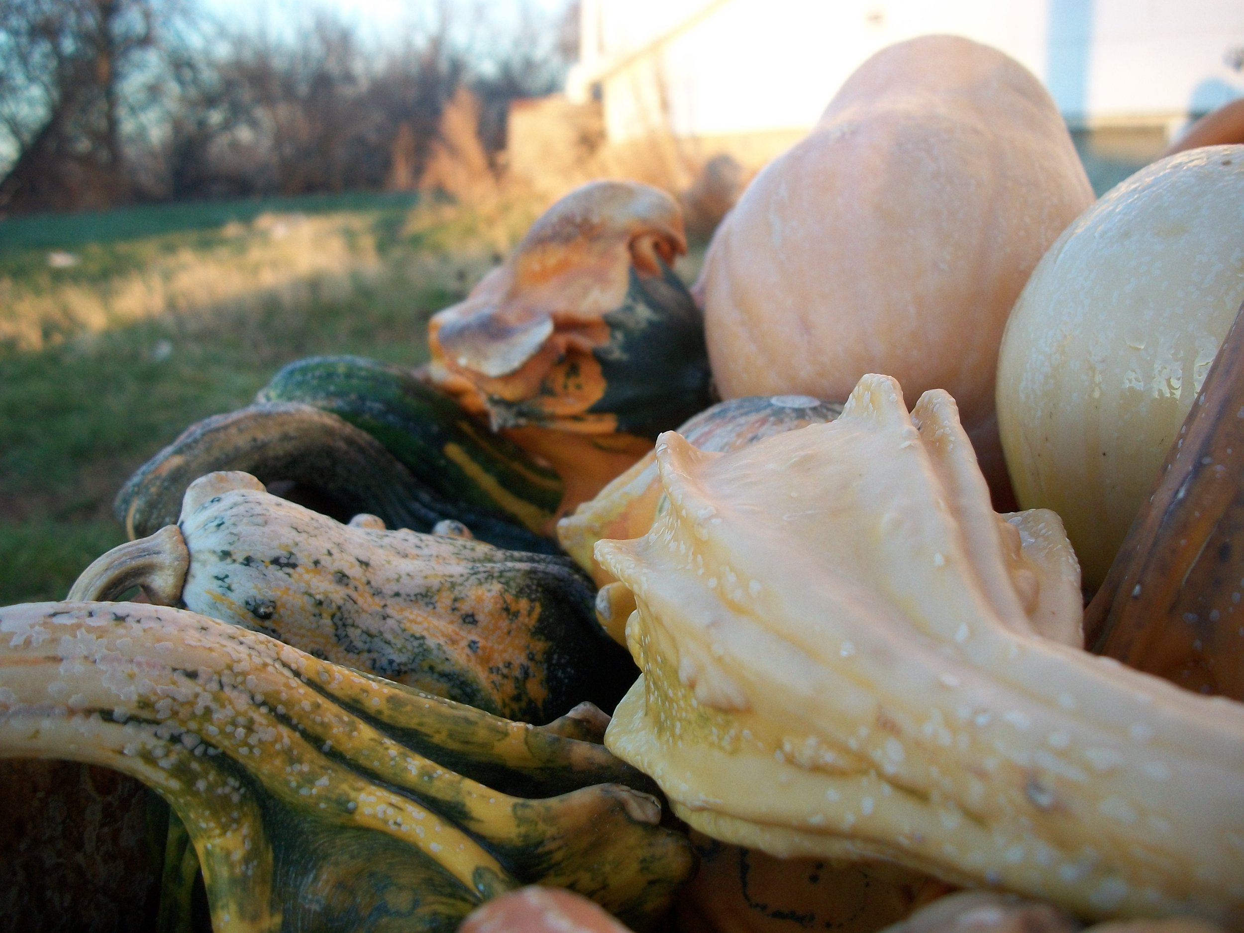Harvest.