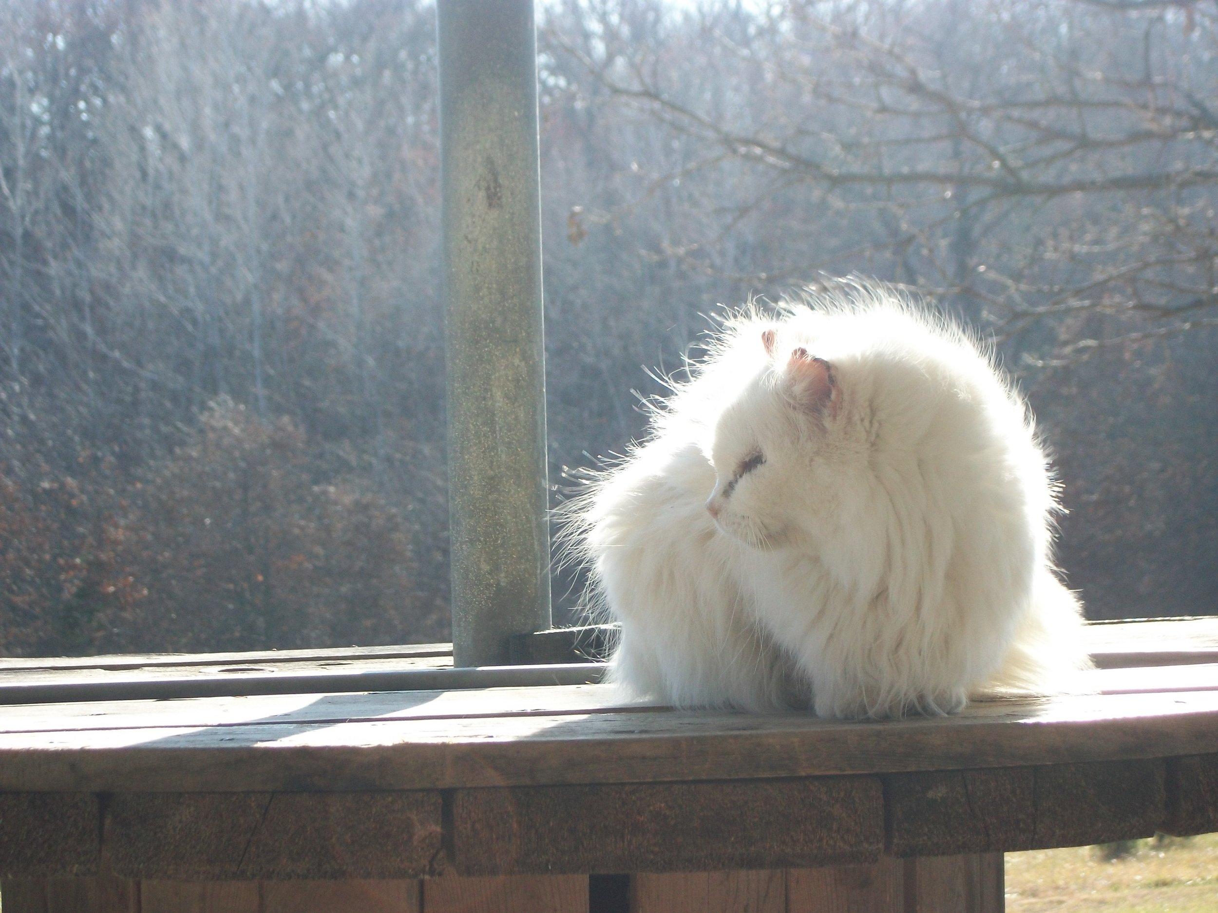 White Cat