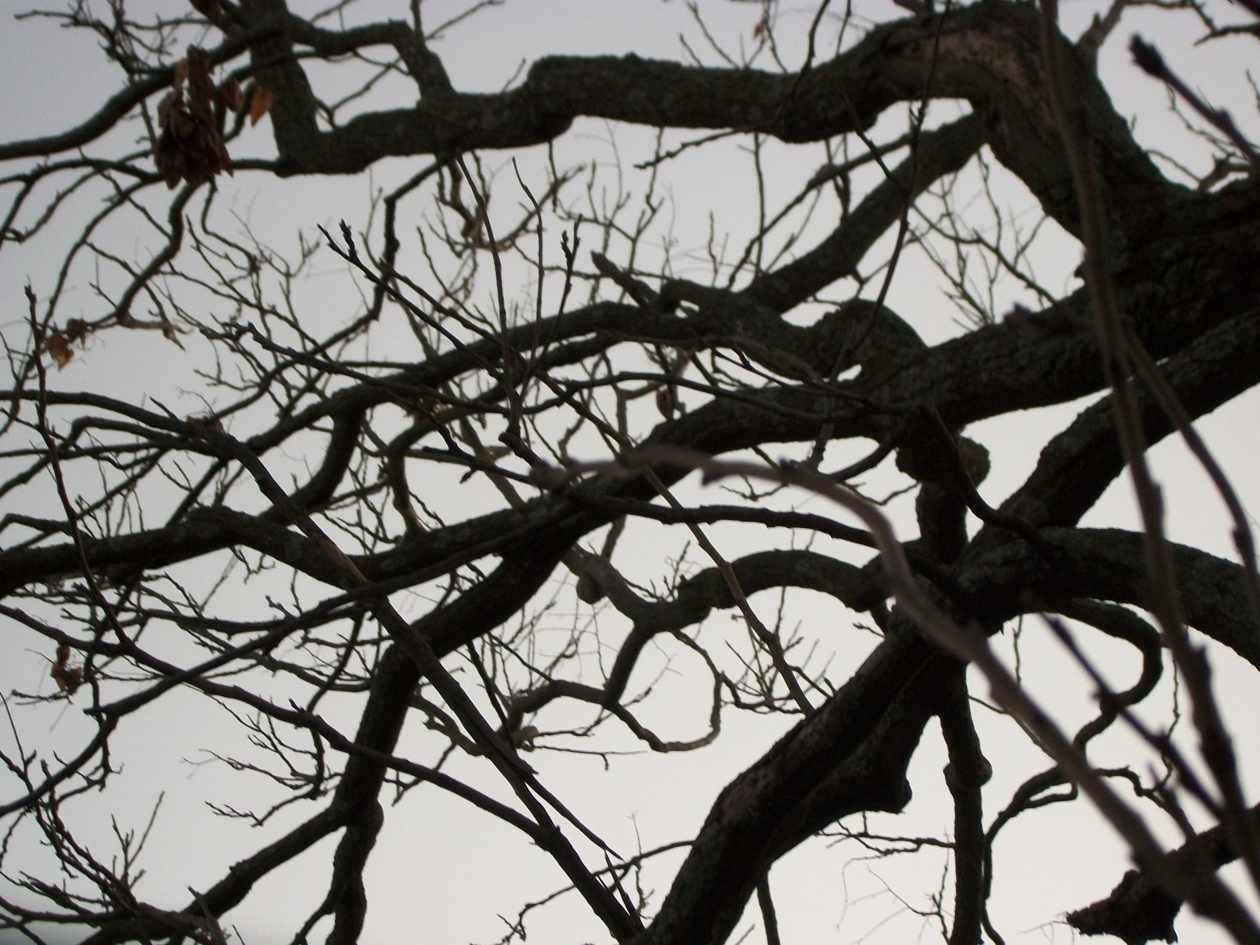 Trees.