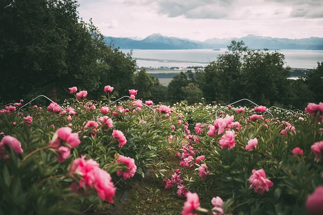 The view from the peony fields at Scenic Place Peonies' Homer, Alaska flower farm. Photo by Joshua Veldstra Photography
