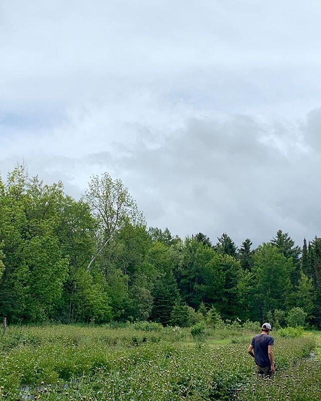 Last June I was able to visit my friend Walt, in Warren, Vermont, and see his farm @mountainflowerfarm for the first time.  I was able to walk the fields where the blooms that have graced my summer weddings were grown, harvested and shipped to me for