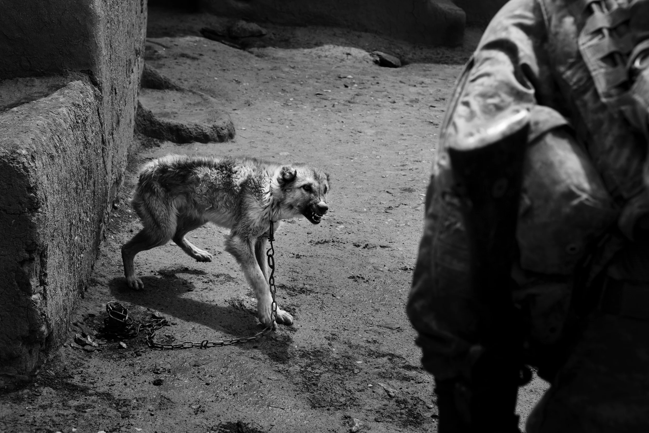 A dog lunges at a soldier during a house search in Lachikhel, Tangi Valley. 