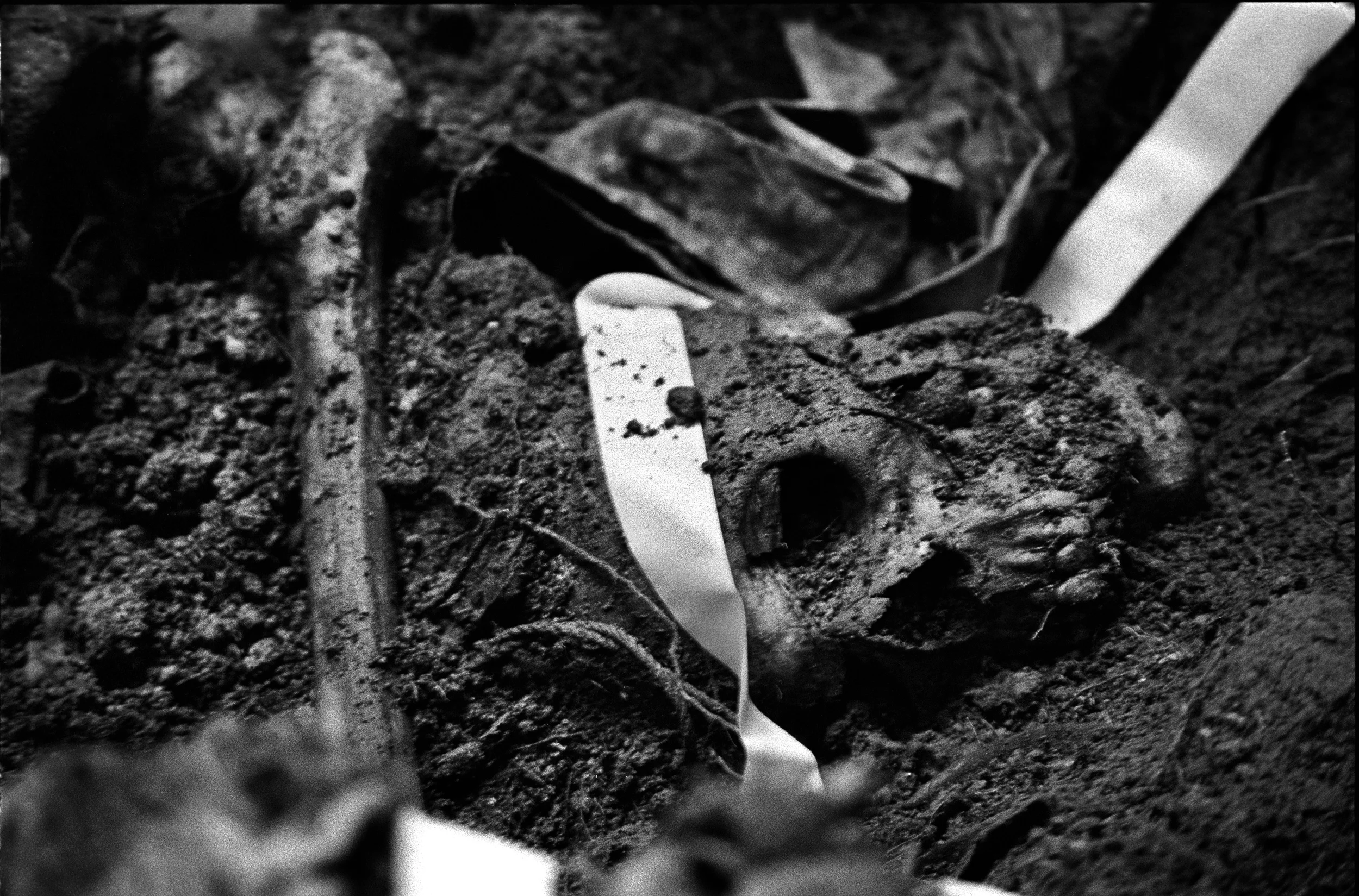  Exhumed skull in a former army base. 