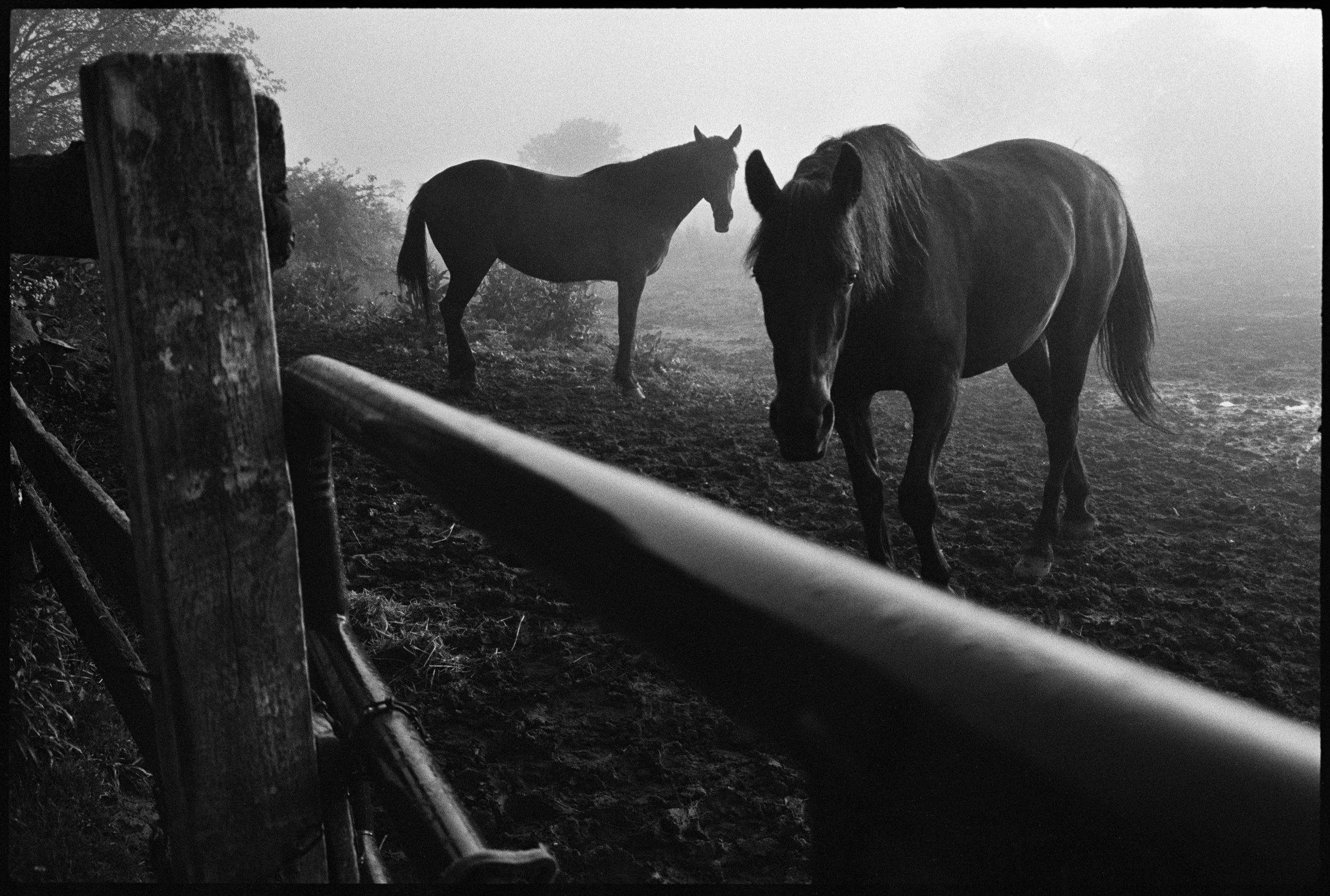  Mares in the morning fog. 