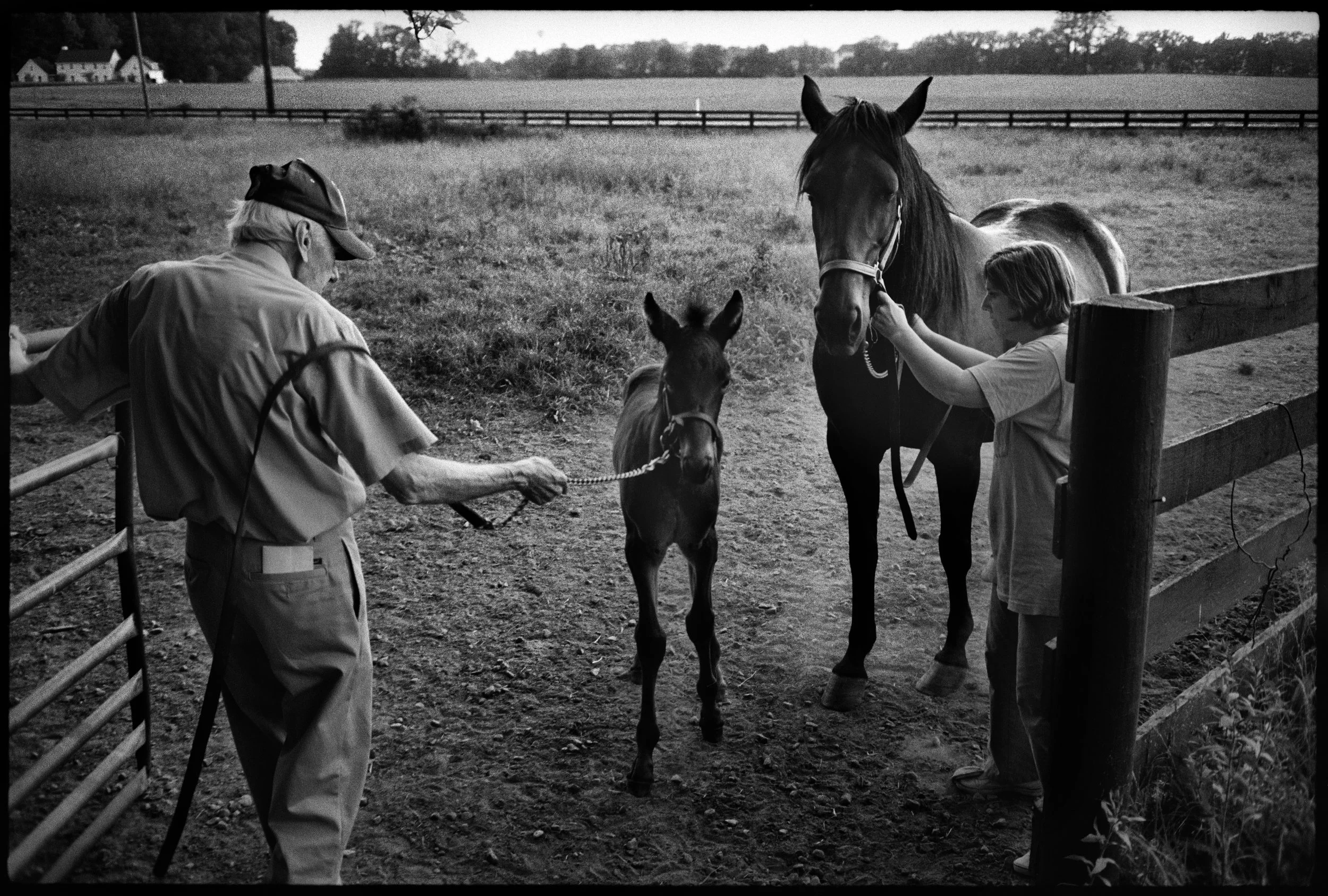  The colt and it's momma.&nbsp; 