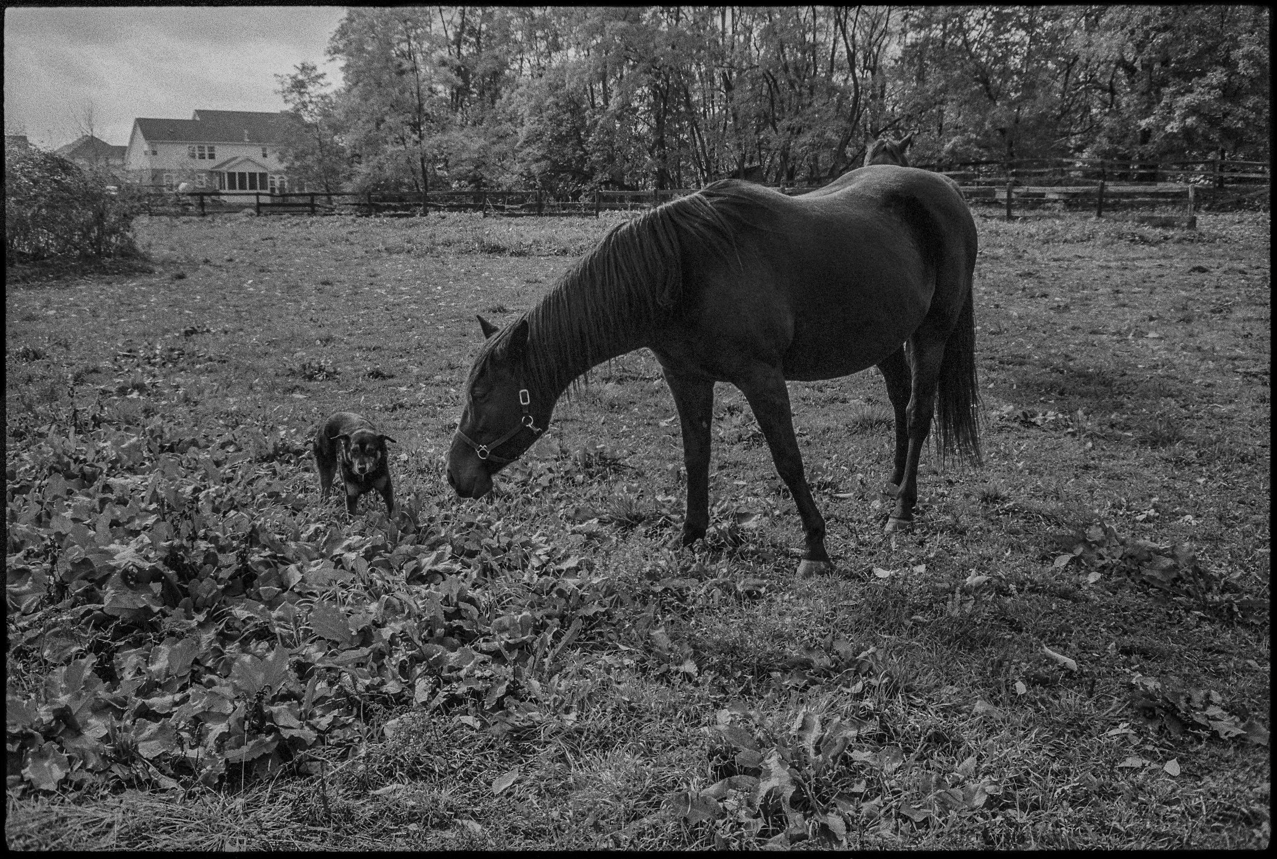 Nick and Chez in the back field.&nbsp; 