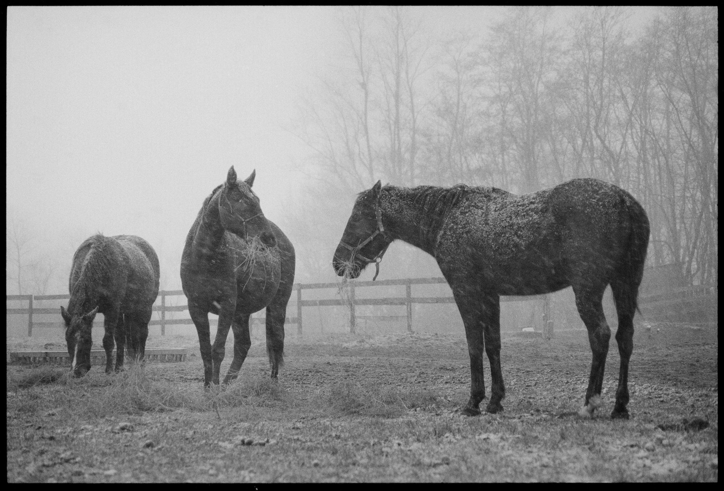  Mares in the snow.&nbsp; 