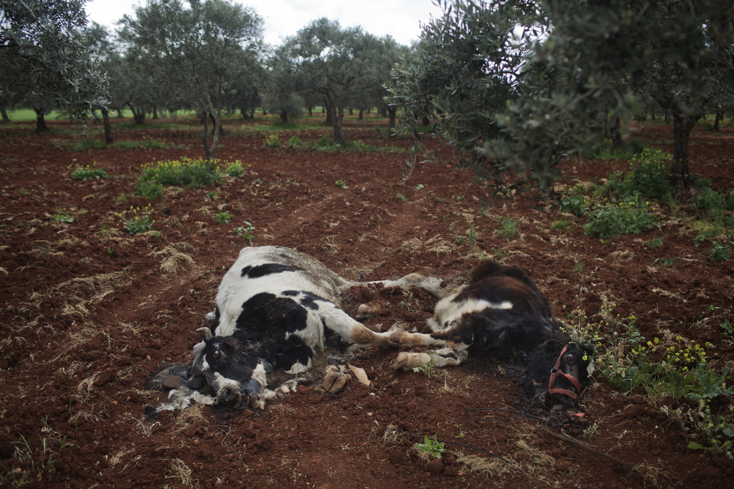  Livestock, shot down in the assault. 