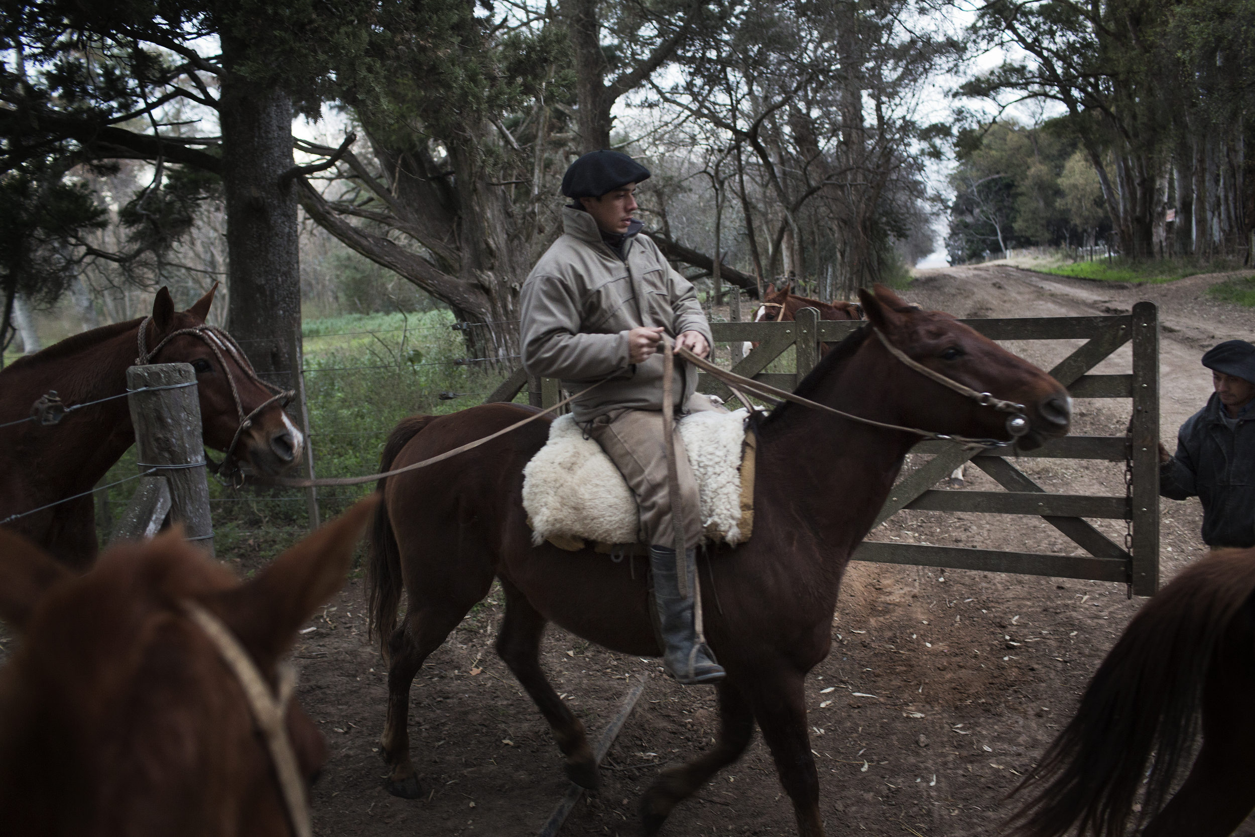  Gaucho Pablo Chavez leads our horses for a days work.&nbsp; 