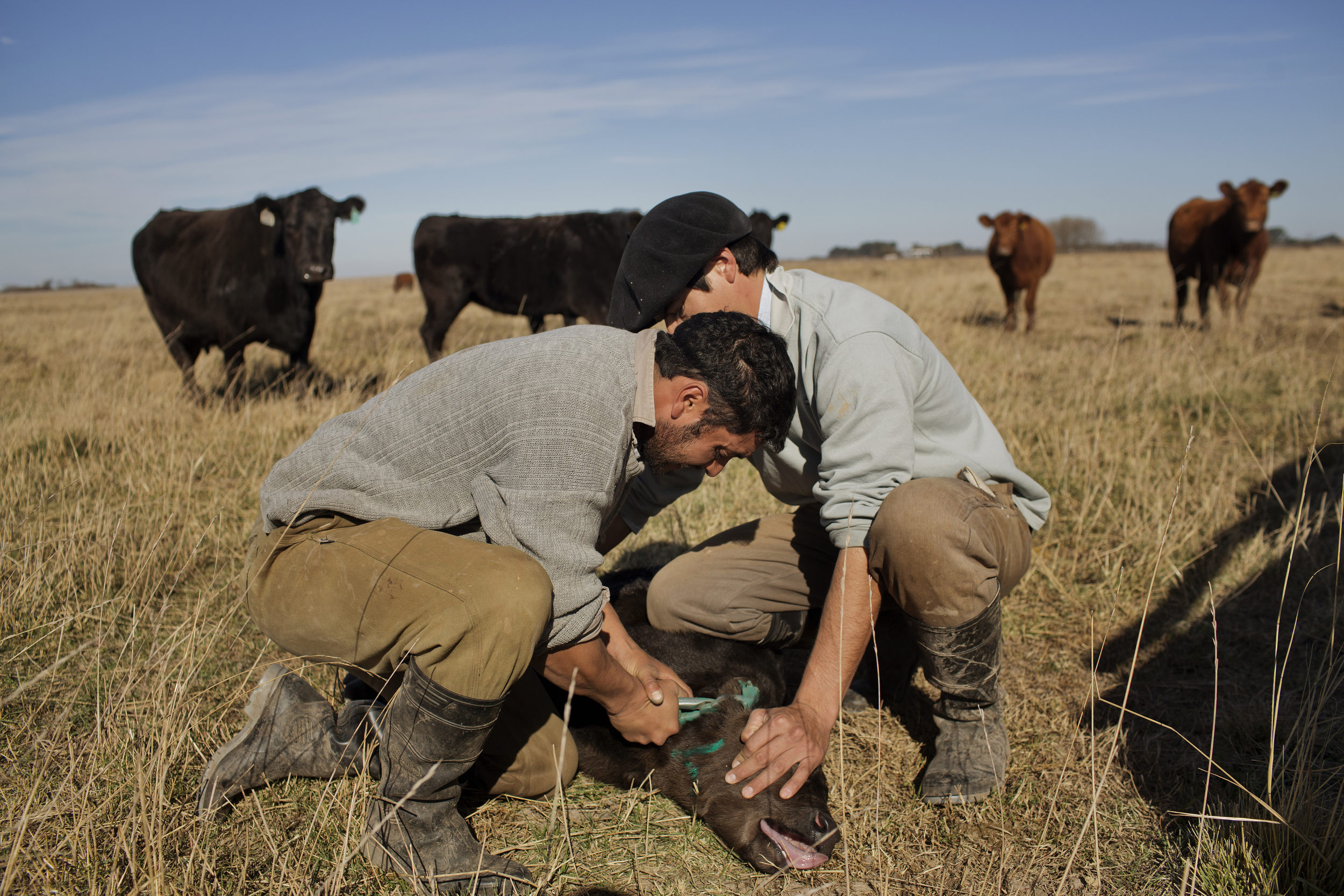  Daniel and Pablo hold down a newborn calf and stamp it's ear. 