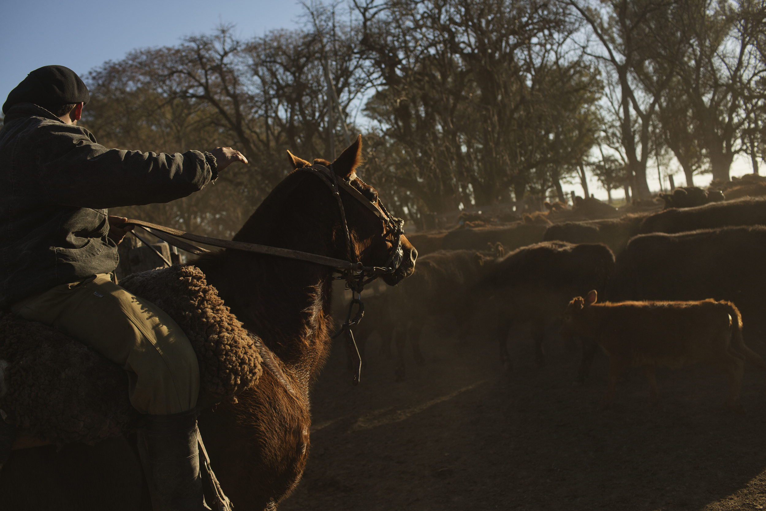  Daniel herds cattle on horseback. 