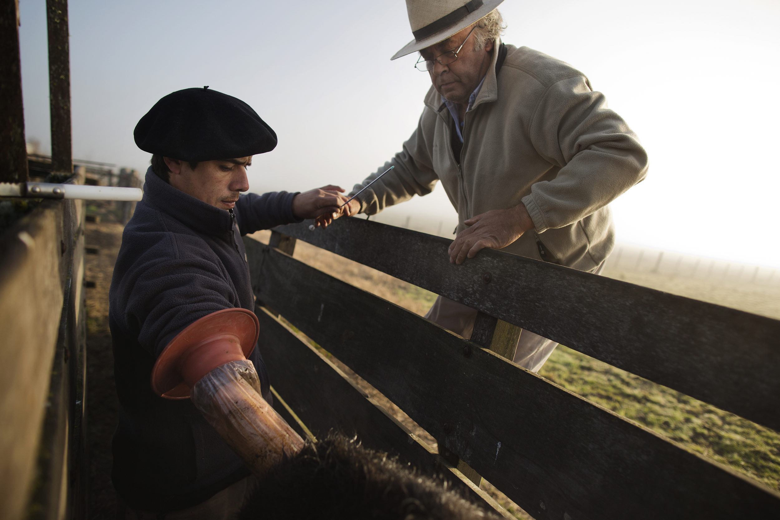  Pablo performs an artificial insemination for farmer Martin Vivanco of some of his cows in Duggan. 