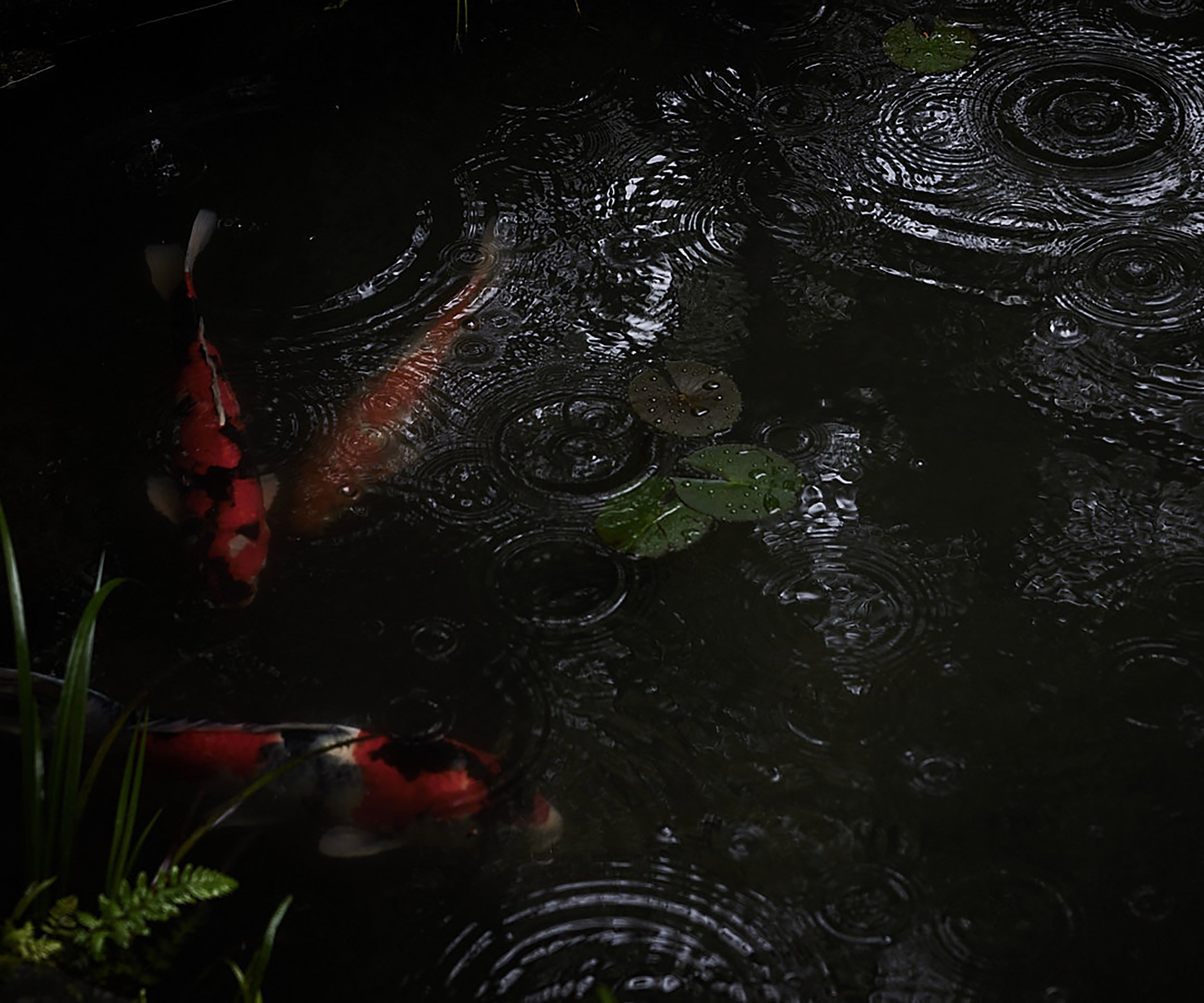 Koi fish in pond, Kyoto Japan by Garth Oriander Photographer
