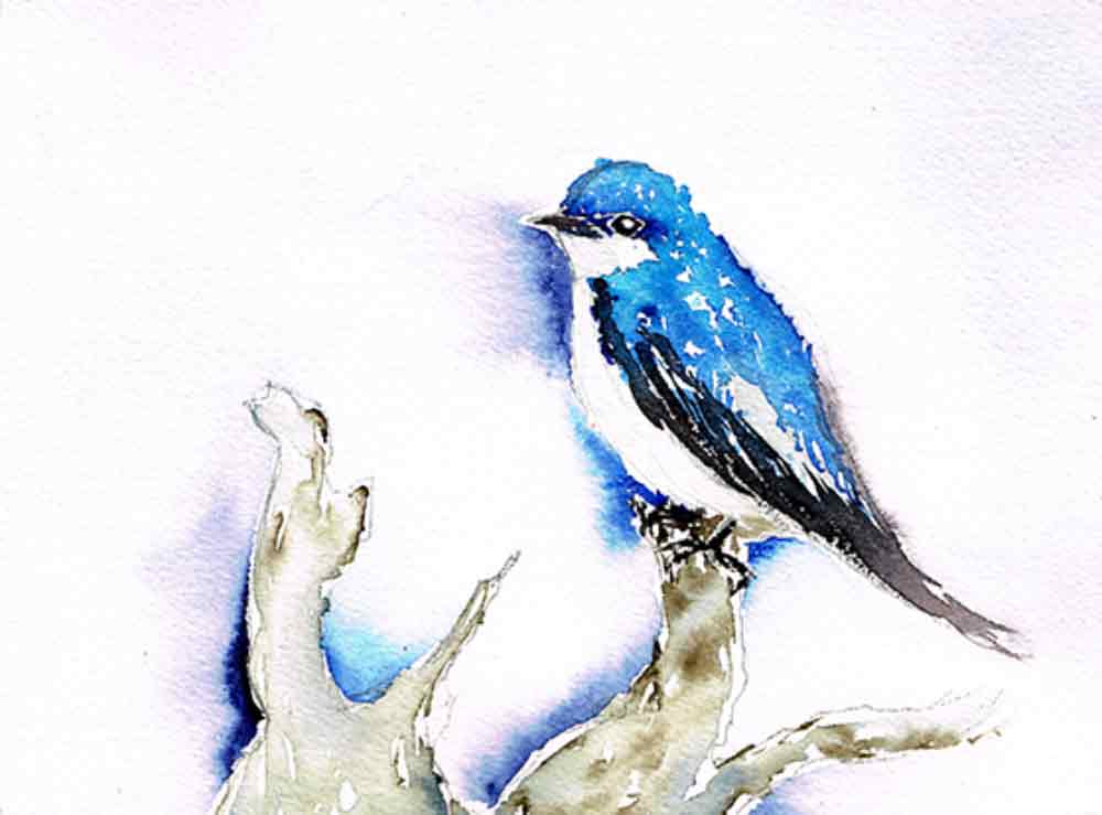 Bluebird-little-bird-no-9-kw.jpg