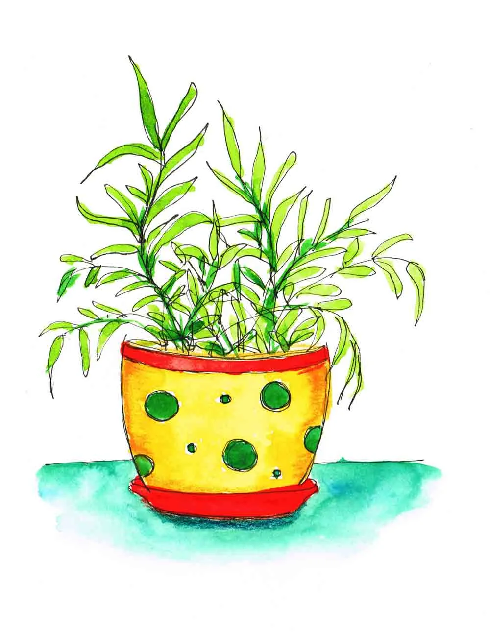 Red-Delight-Plant-in-pots-no-1-kw.jpg