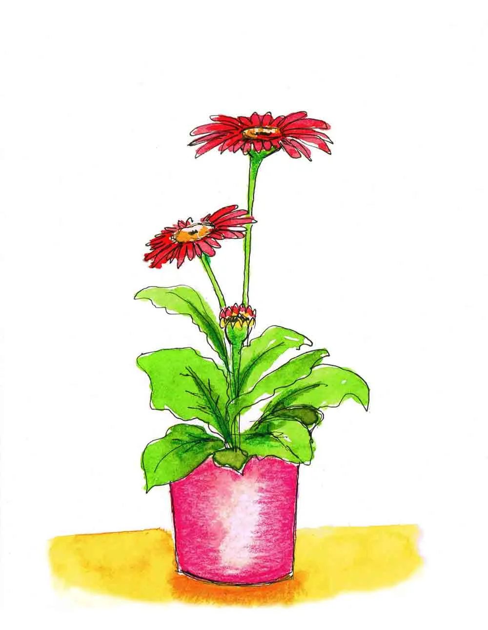 Plants in pots no 7