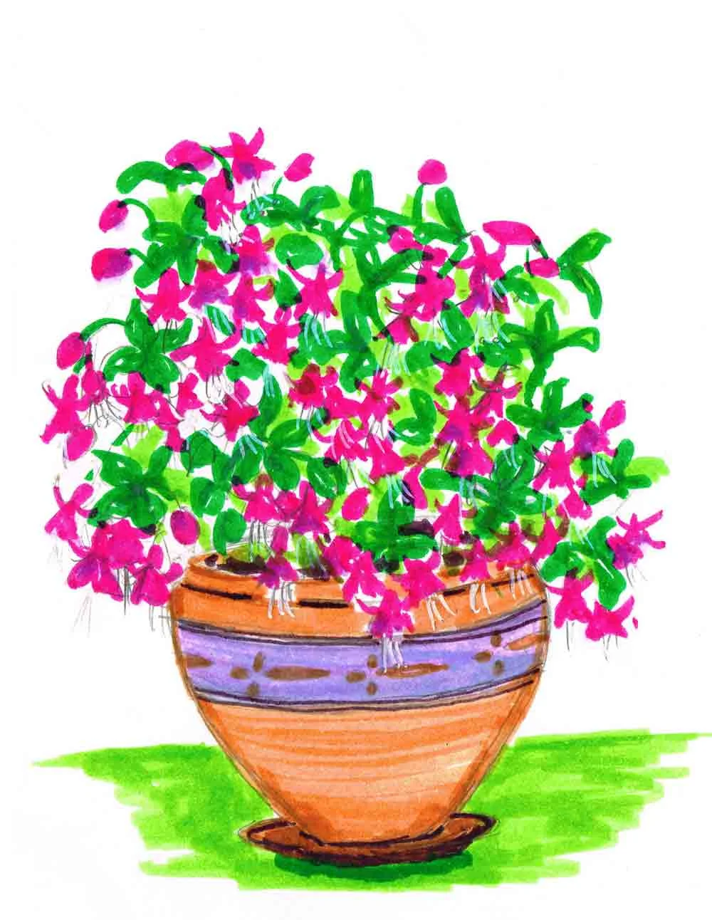 Plants in pots no 13