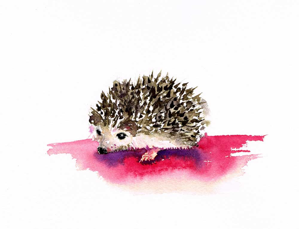 Little-critters-no-2-Hedgehog-kw.jpg